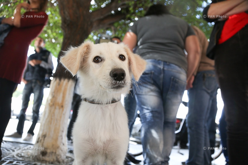 Protest action dedicated to the problem of stray animals in front of RA Government building