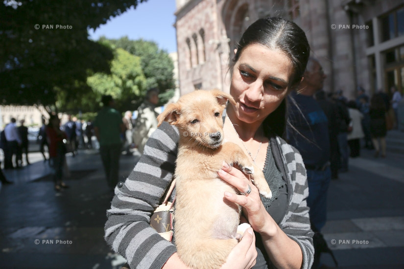 Напротив здания Правительства РА прошла акция протеста посвященная проблемам бездомных животных