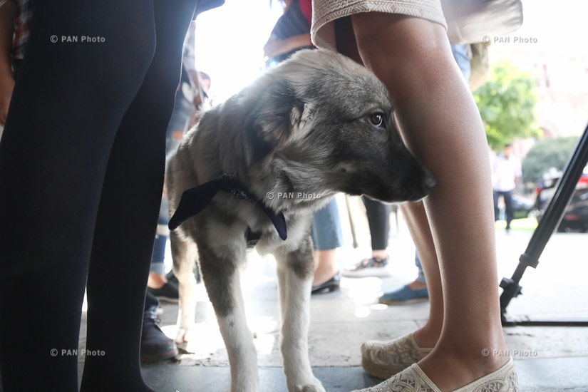 Напротив здания Правительства РА прошла акция протеста посвященная проблемам бездомных животных
